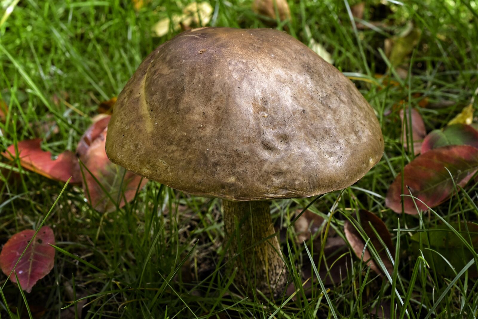 Nikon D7200 sample photo. Mushroom, common bile boletus photography