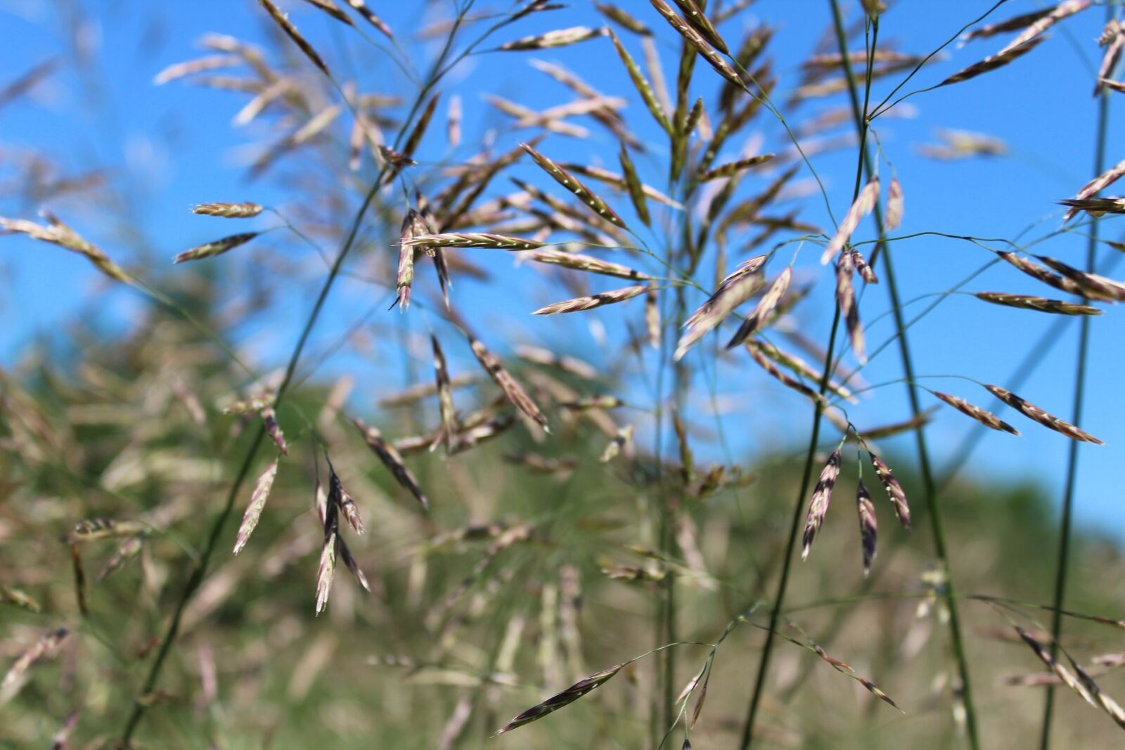 Canon EOS 1300D (EOS Rebel T6 / EOS Kiss X80) sample photo. Grass, green, nature photography