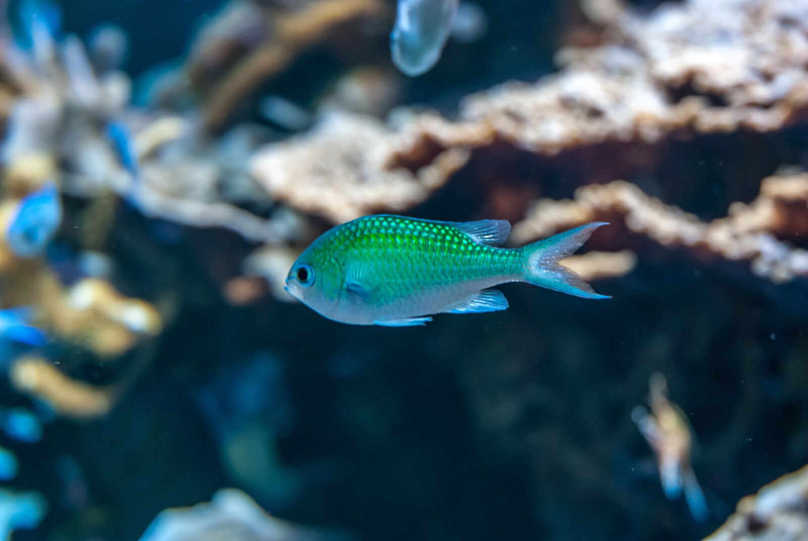 Nikon D80 sample photo. Immersed, fish, coral photography