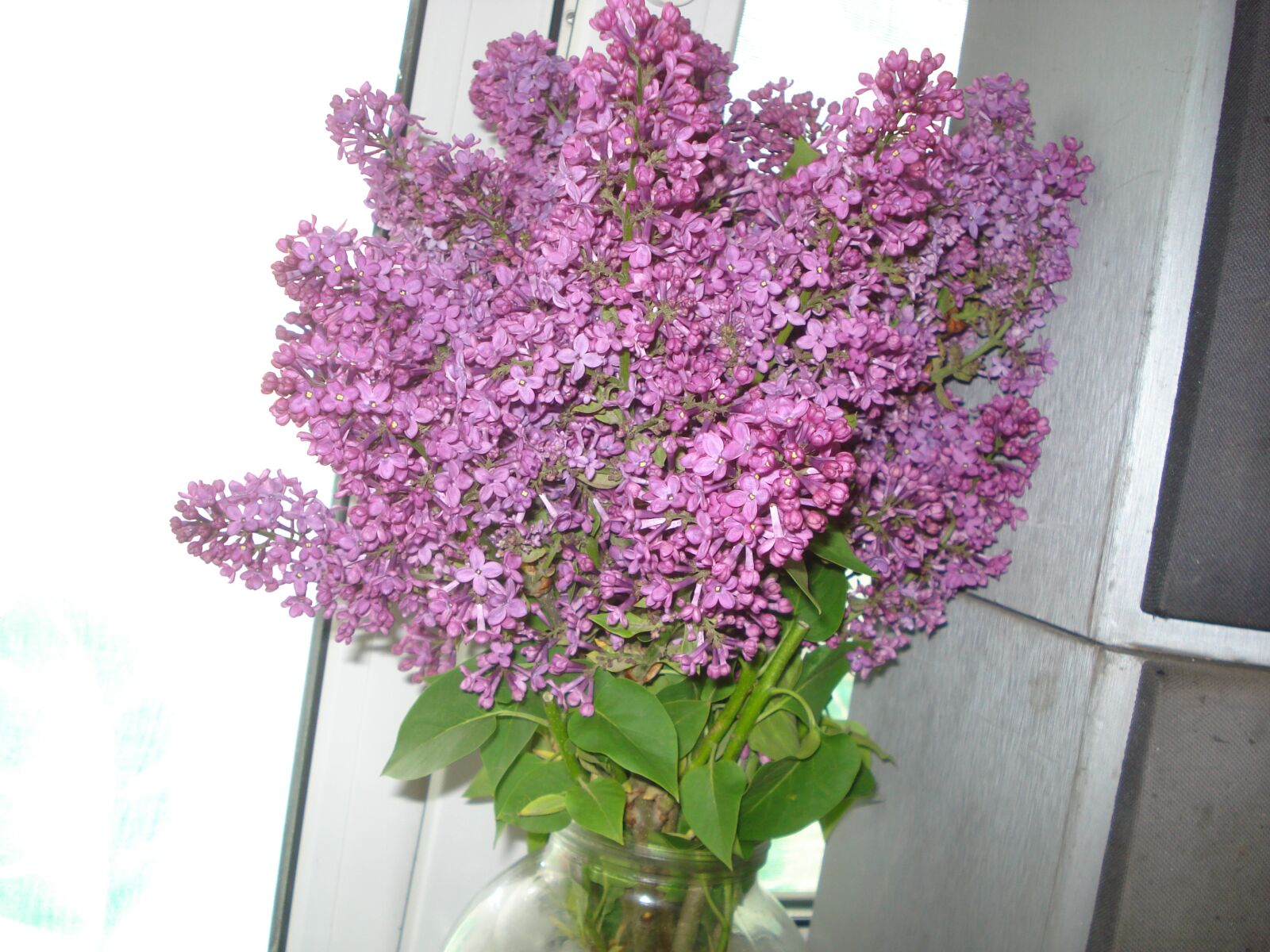 Sony DSC-W35 sample photo. A bouquet of lilacs photography