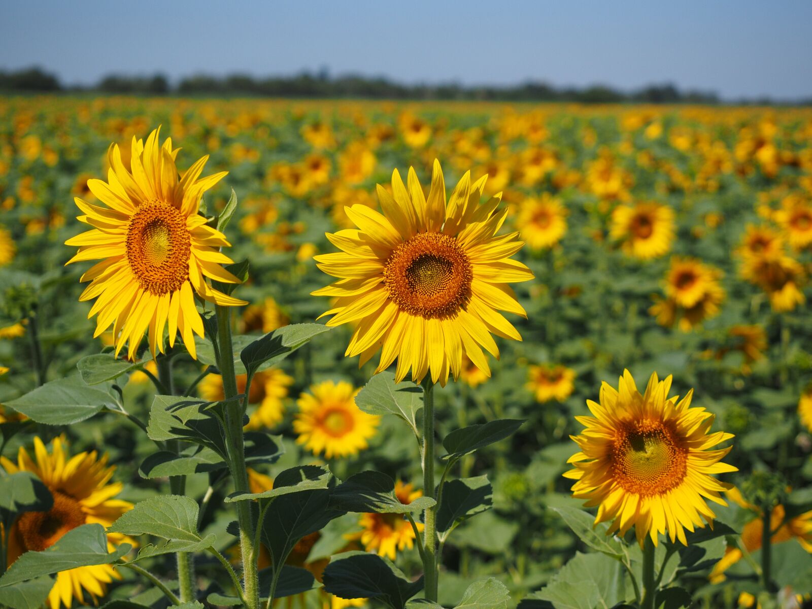 Olympus OM-D E-M1 + Olympus M.Zuiko Digital ED 12-40mm F2.8 Pro sample photo. Sunflower, sunflower field, helianthus photography