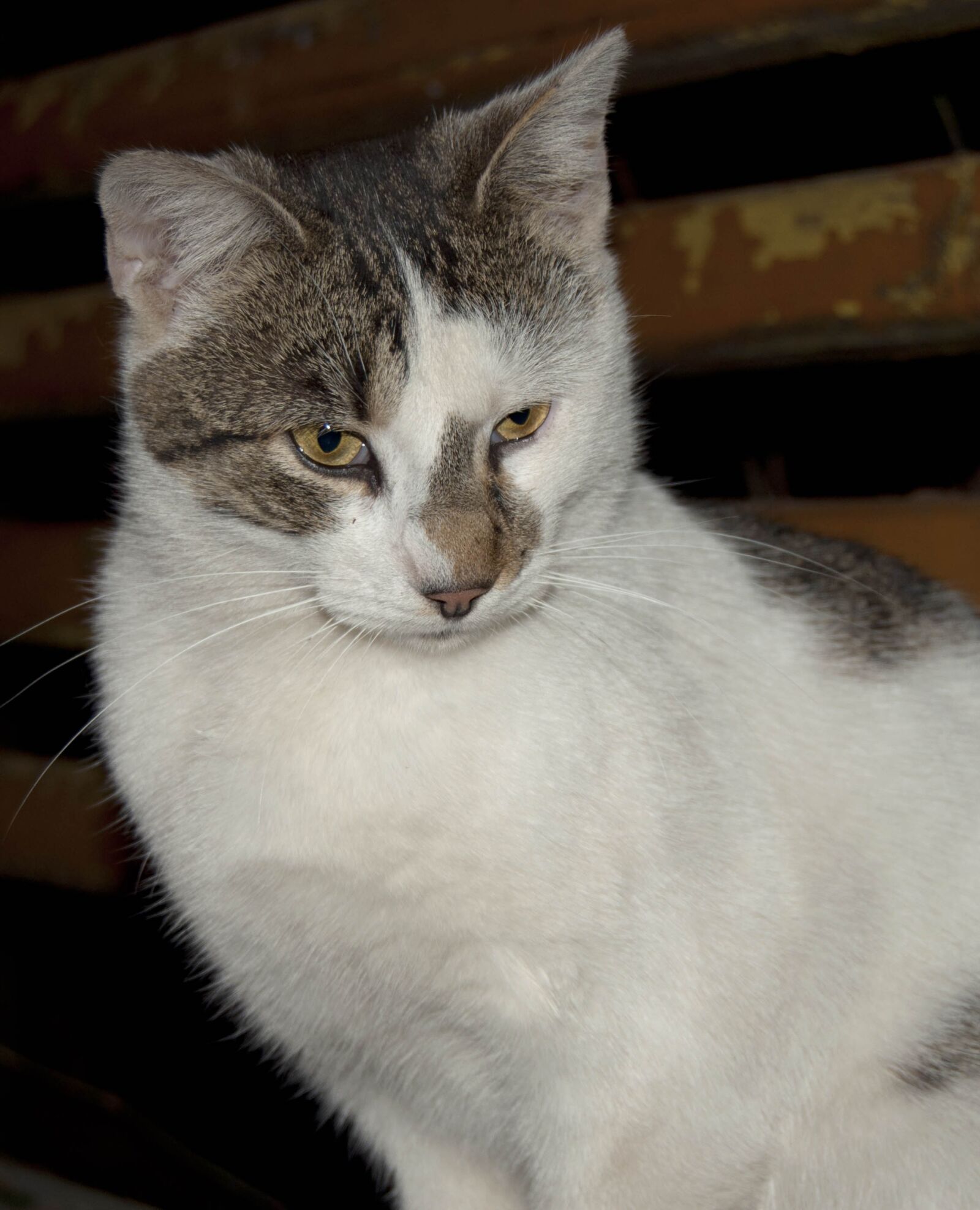 Nikon D90 sample photo. Cat, fur, domestic photography