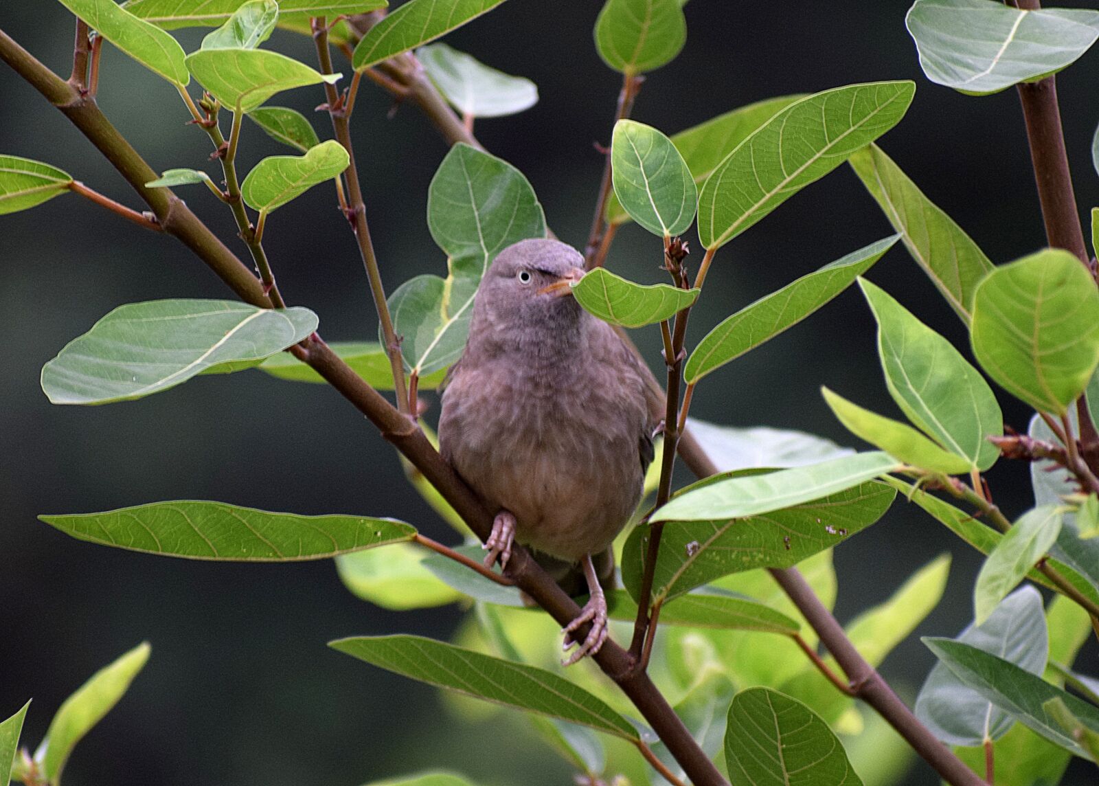 Nikon D3300 sample photo. Bird, nature, animal photography