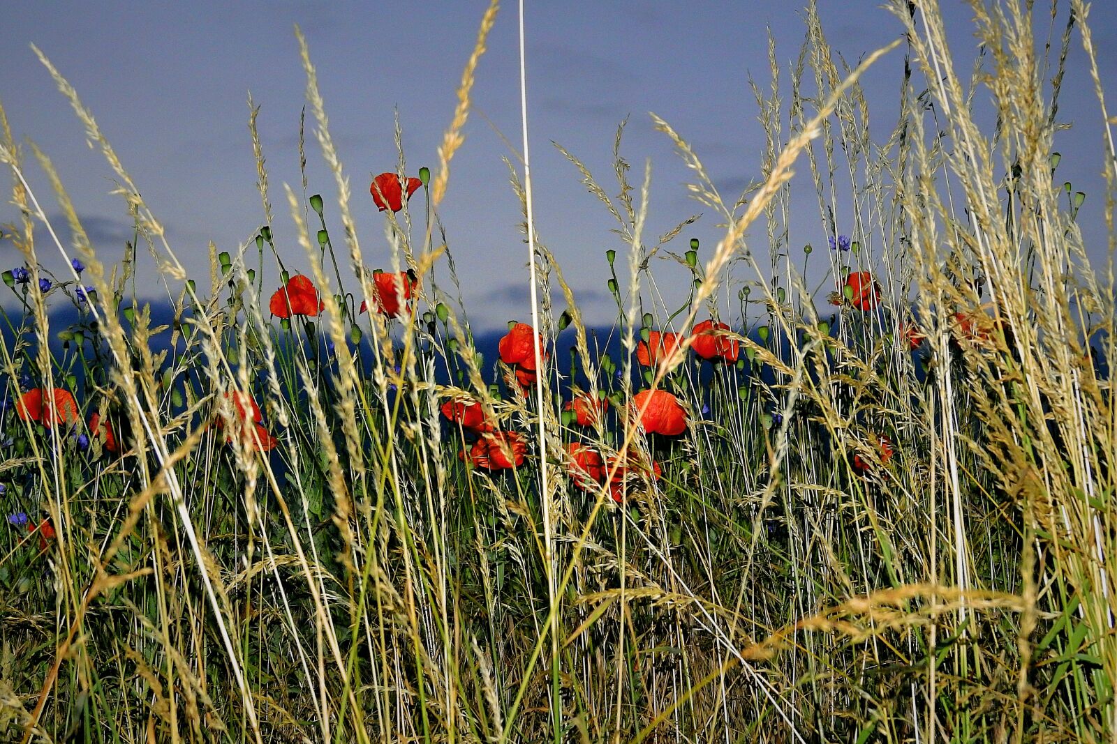 Nikon Coolpix P900 sample photo. Field, poppies, landscape photography