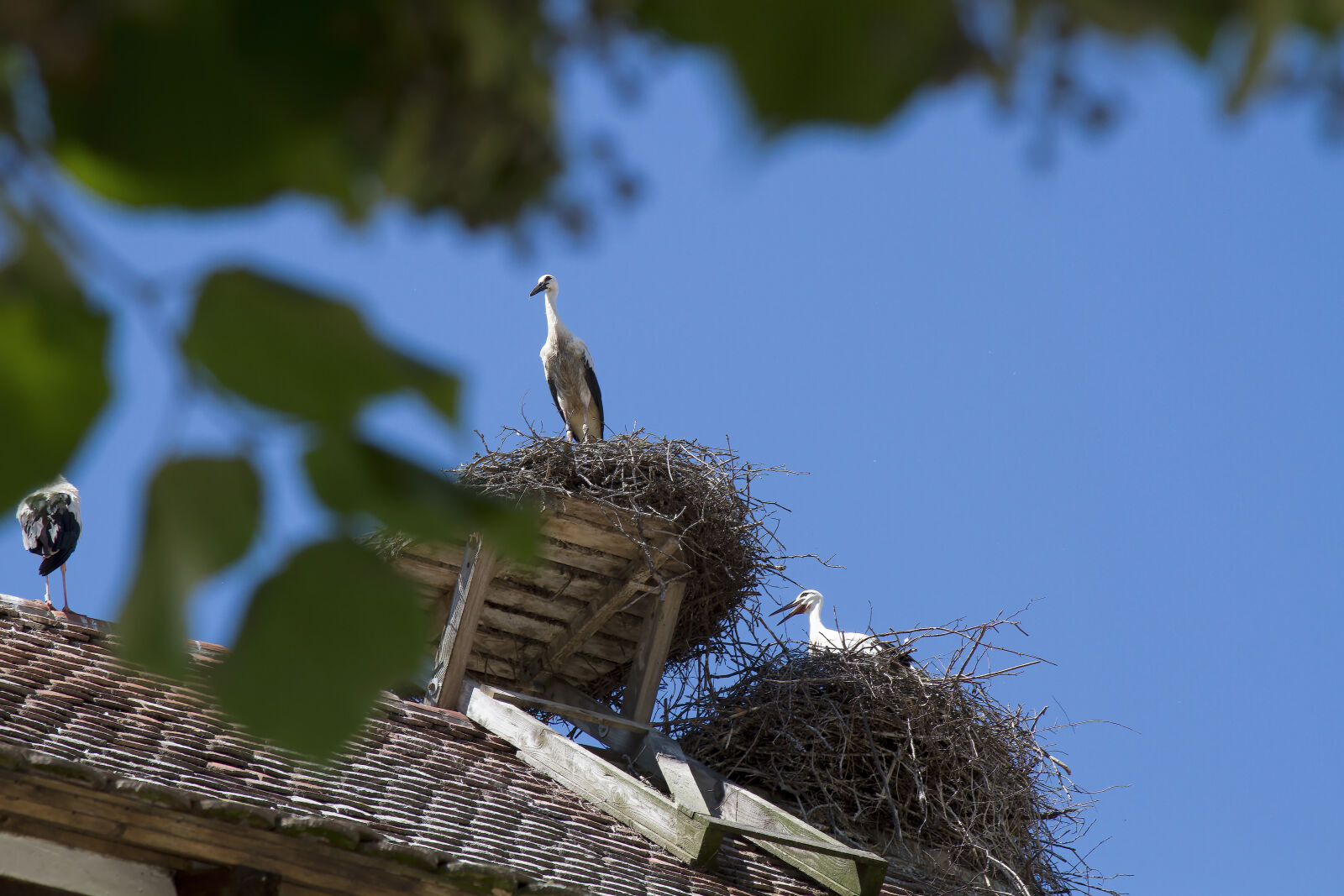 Canon EF 24-105mm F4L IS USM sample photo. Bird, blue, family, flying photography