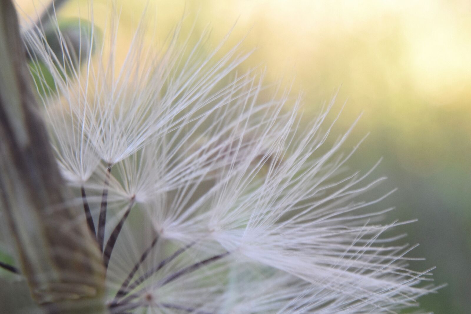 Nikon D5300 sample photo. Macro, plant, leaf photography
