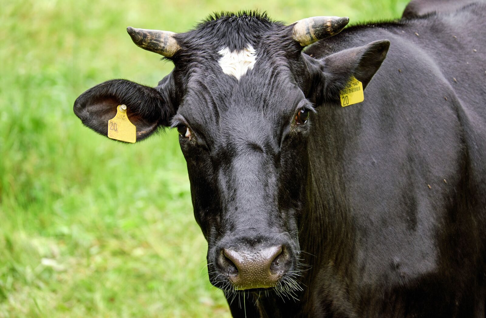 Fujifilm X-T10 + Fujifilm XC 50-230mm F4.5-6.7 OIS sample photo. Cow, beef, animal photography