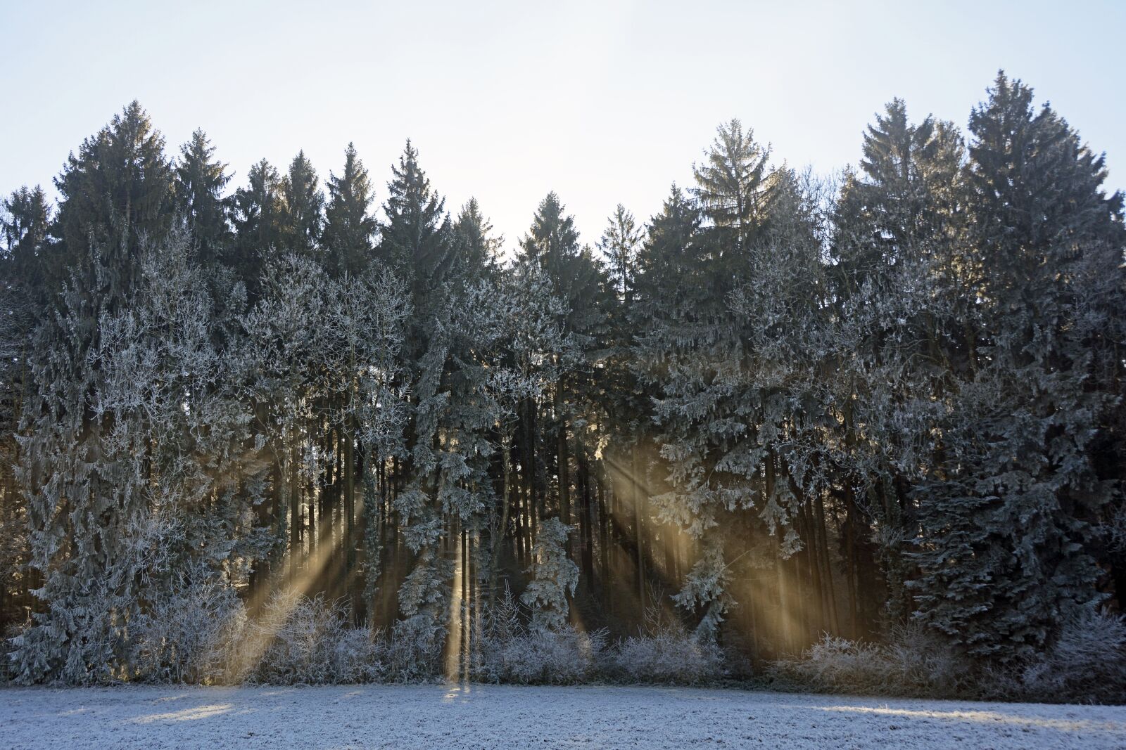 Nikon D7100 sample photo. Forest, trees, nature photography