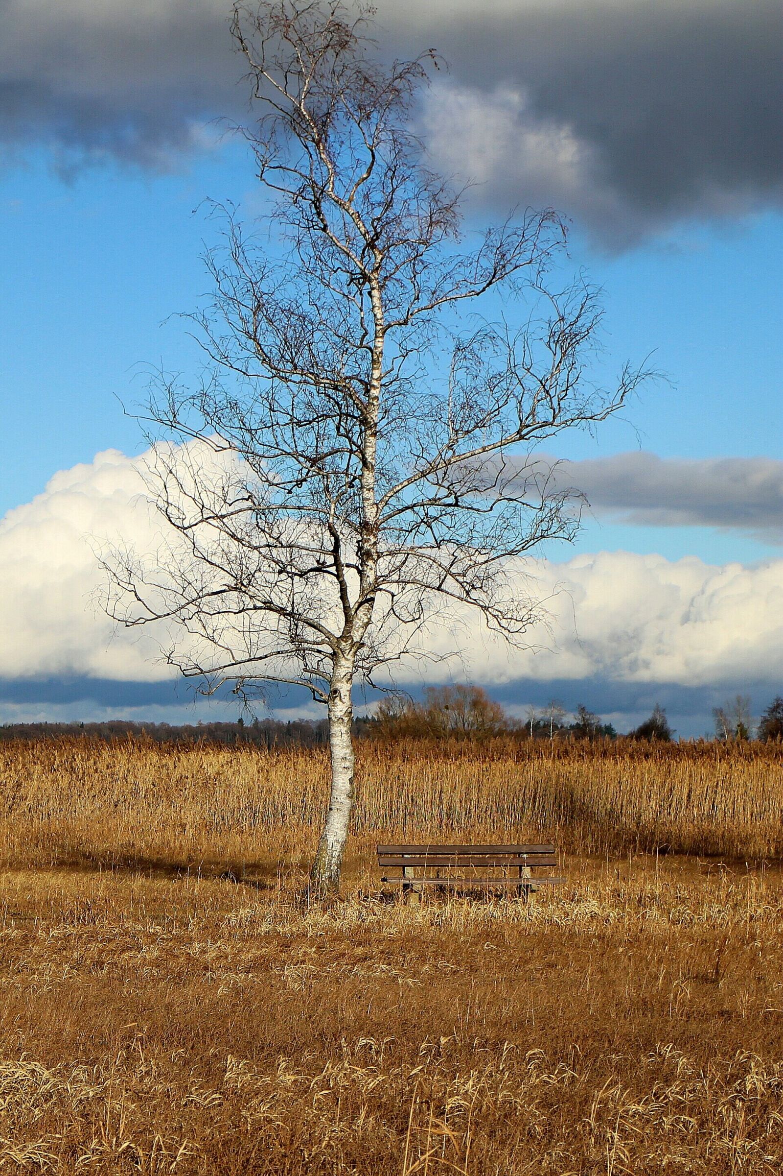 Canon EOS M sample photo. Nature, tree, birch photography