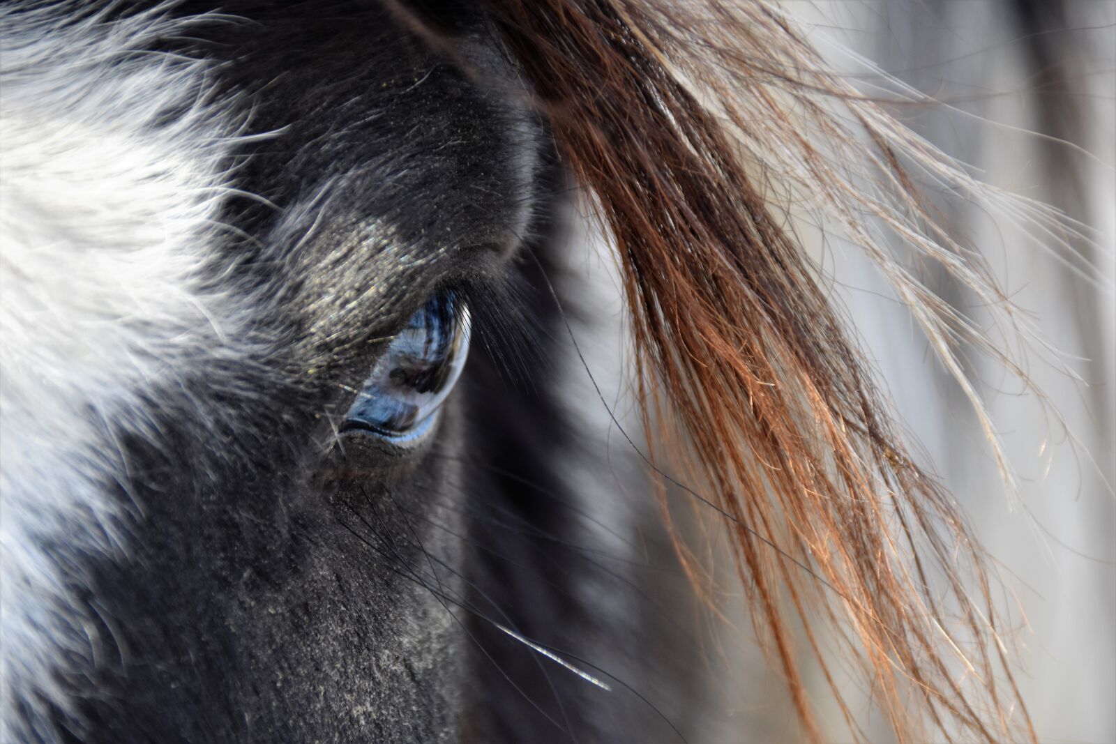 Nikon D5500 sample photo. Blue, eyes, closeup, eye photography
