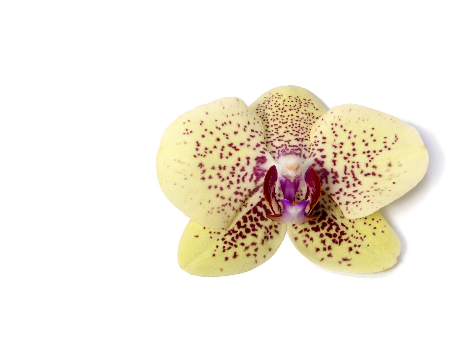 Canon EF-S 18-55mm F3.5-5.6 II sample photo. Phalaenopsis, orchid, phalaenopsis orchid photography
