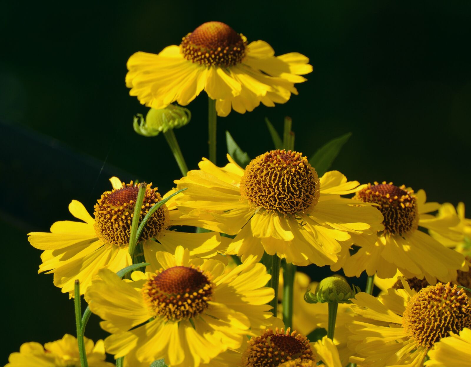 Nikon D5200 sample photo. Sun brews, flower garden photography