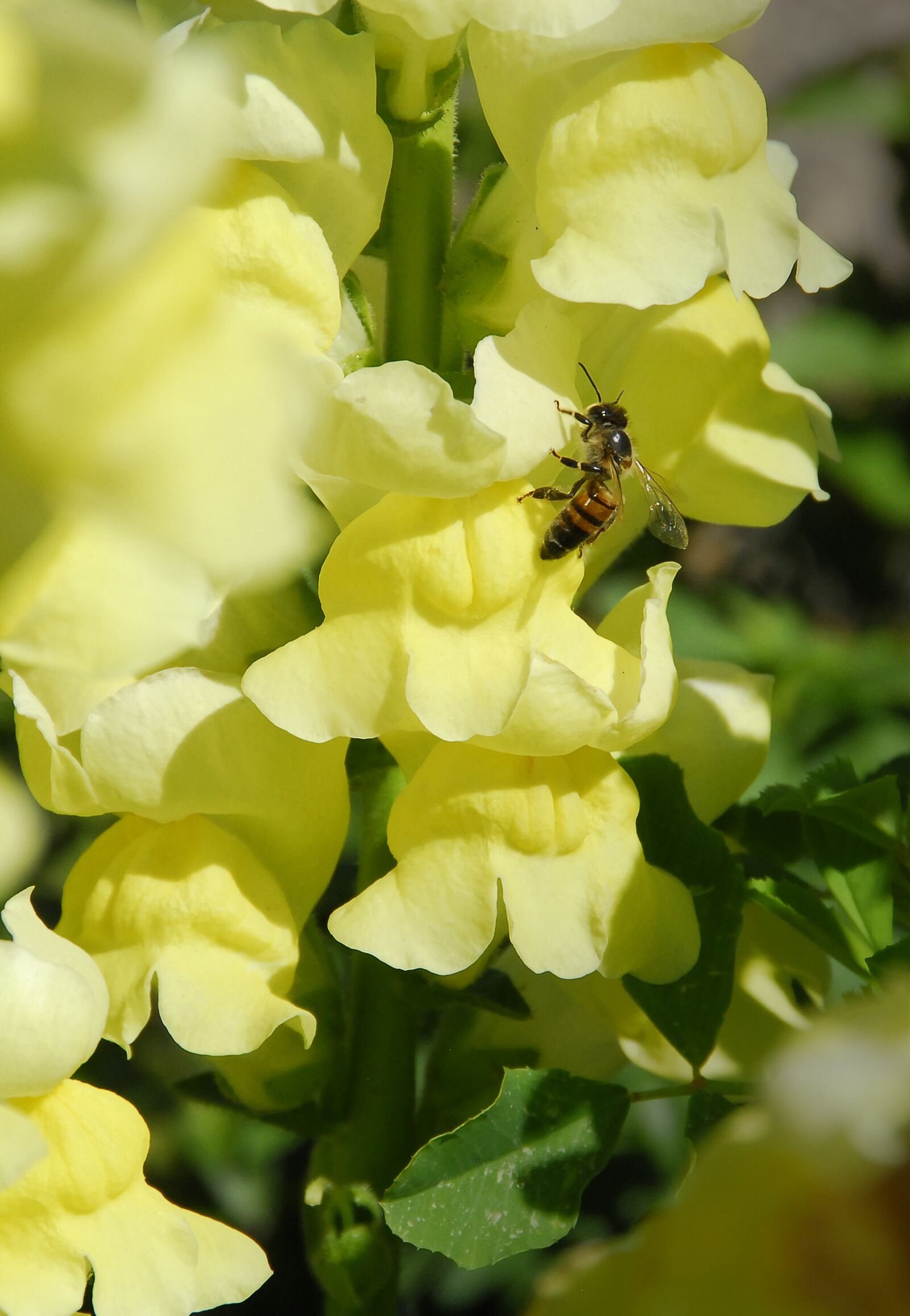 Nikon D200 sample photo. Bee, flora, flower photography