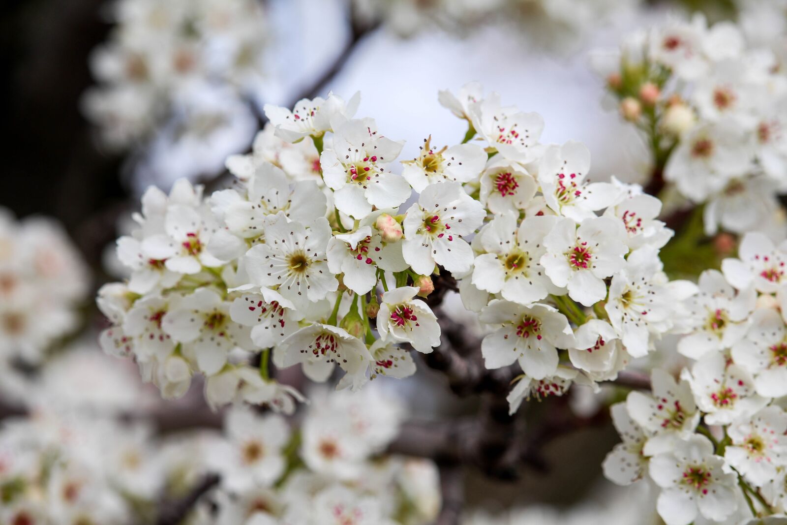 Canon EOS 700D (EOS Rebel T5i / EOS Kiss X7i) sample photo. Flower, cherry, flora photography