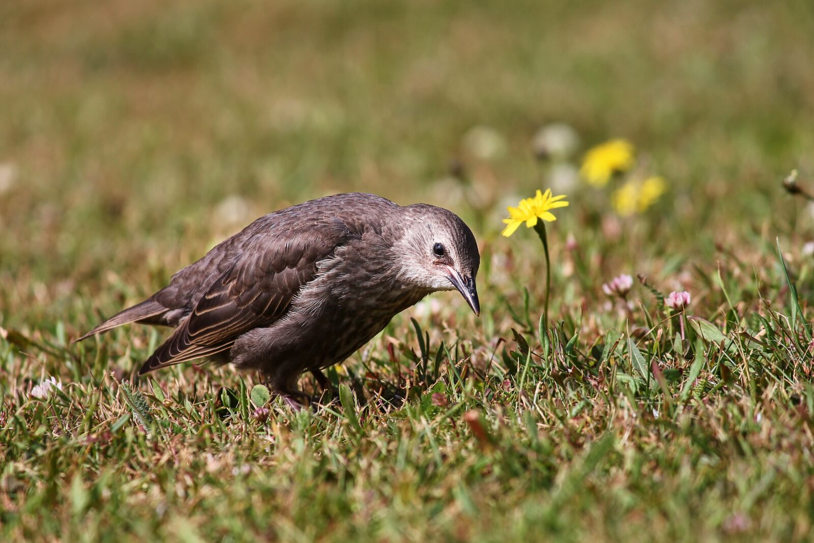 Canon EOS 1100D (EOS Rebel T3 / EOS Kiss X50) sample photo. Star, young, young bird photography