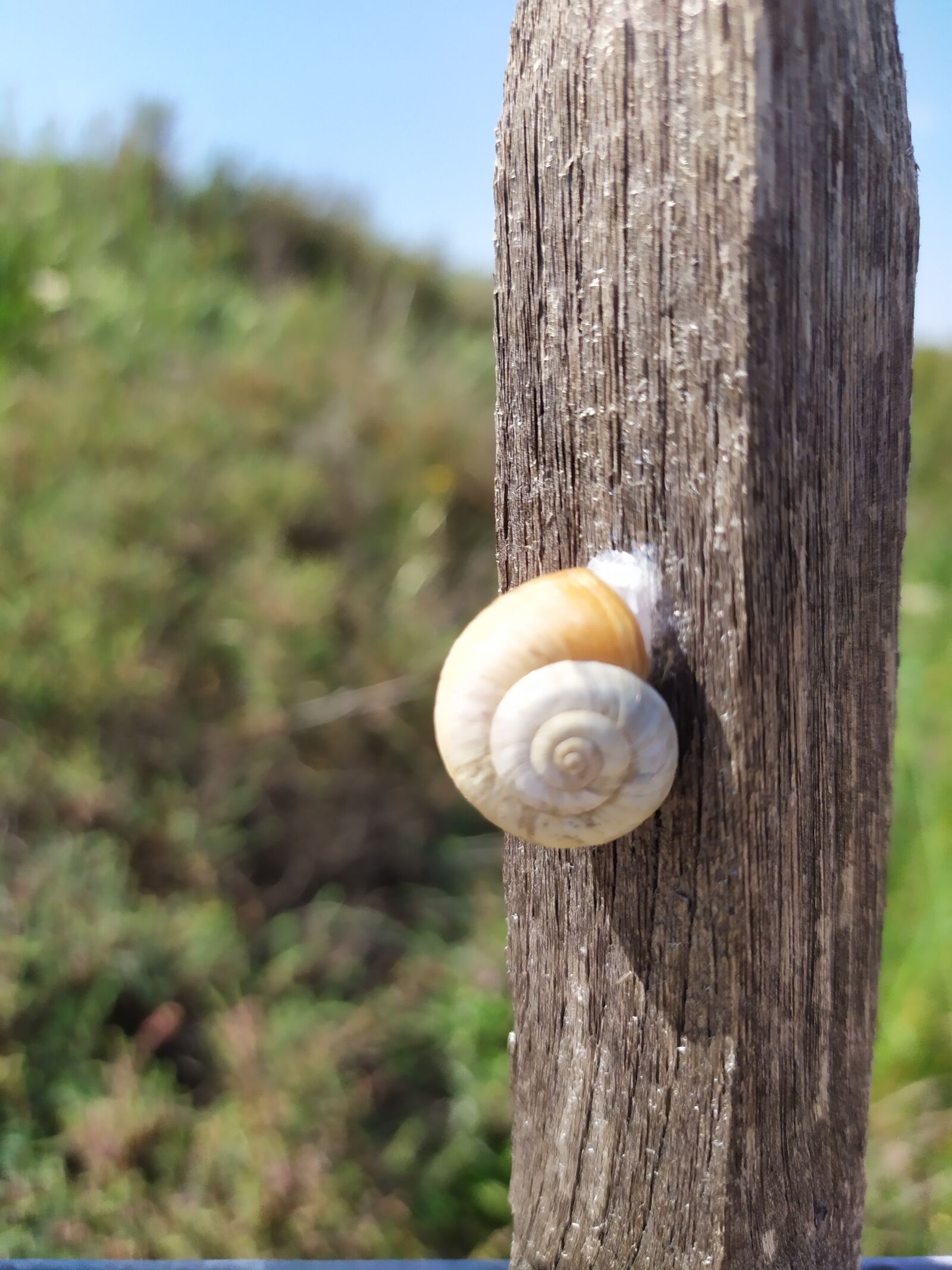 Xiaomi Redmi Note 7 sample photo. Snail, wild, on picket photography