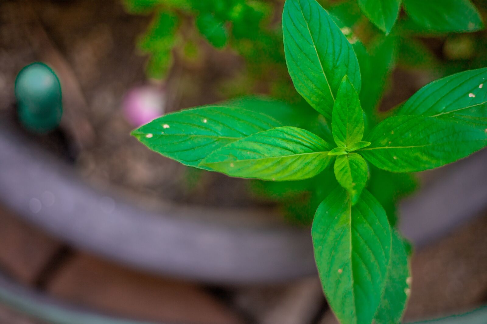 Canon EOS RP sample photo. Autumn leaves, green, nature photography
