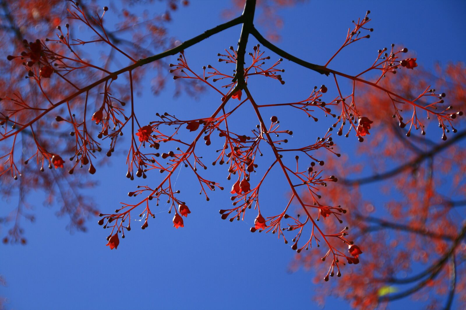 Canon EOS 1000D (EOS Digital Rebel XS / EOS Kiss F) sample photo. Kings, park, perth photography