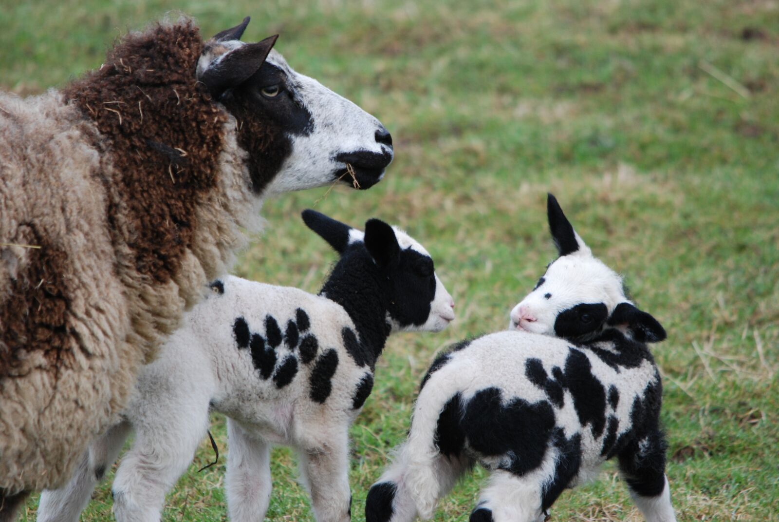 Nikon D80 sample photo. Animal, mammal, sheep photography