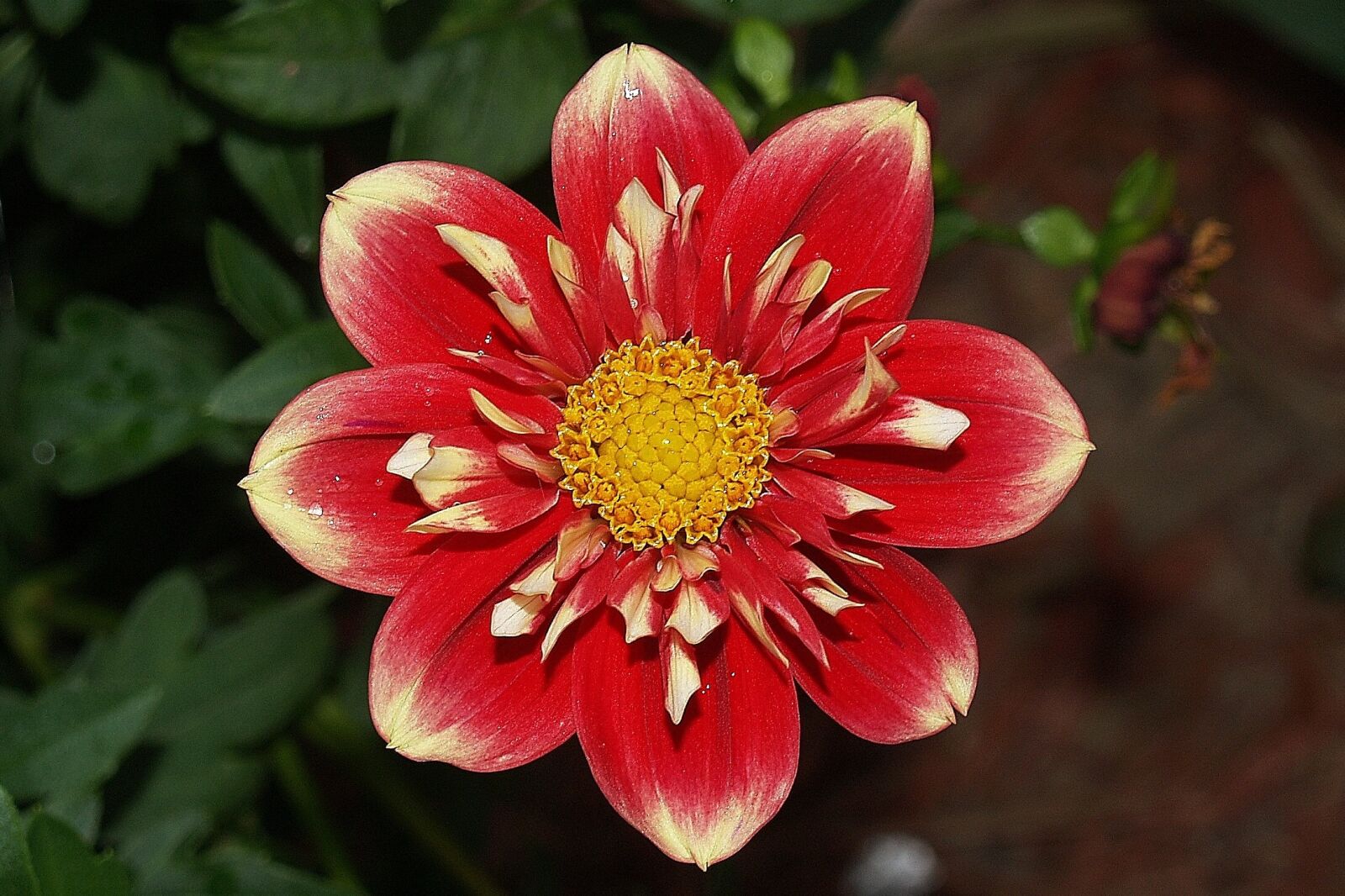 Olympus E-500 (EVOLT E-500) sample photo. Flower, dahlia, red photography