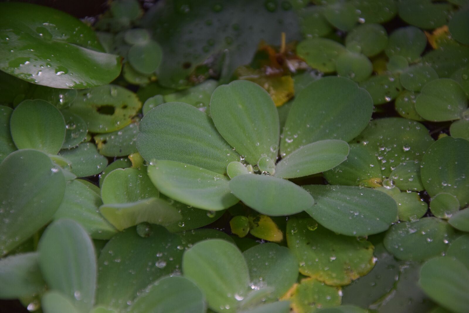 Nikon D3300 sample photo. Pistia, stratiotes, vegetables photography