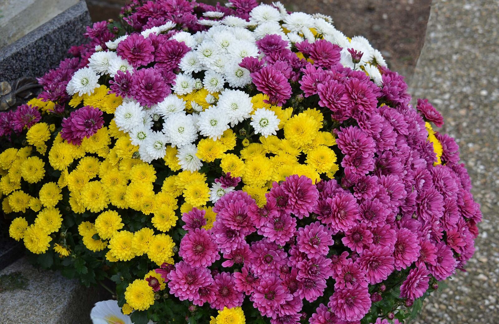 Nikon D7000 sample photo. Toussaint, mums, autumn flowers photography