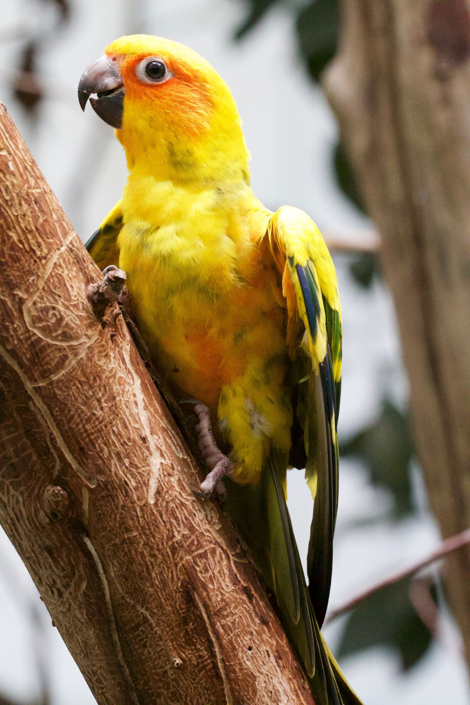 Canon EOS 70D sample photo. Animal, bird, parrot photography