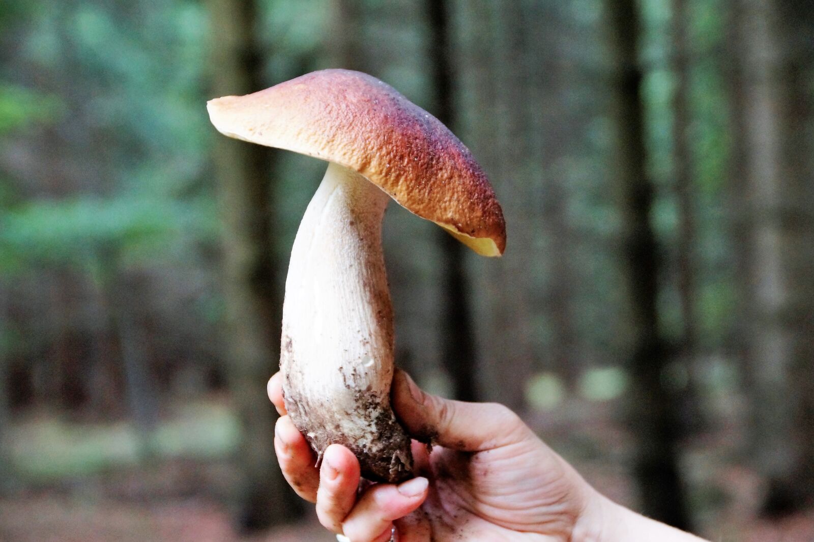 Sony SLT-A58 sample photo. Fungus, boletus, genuine photography