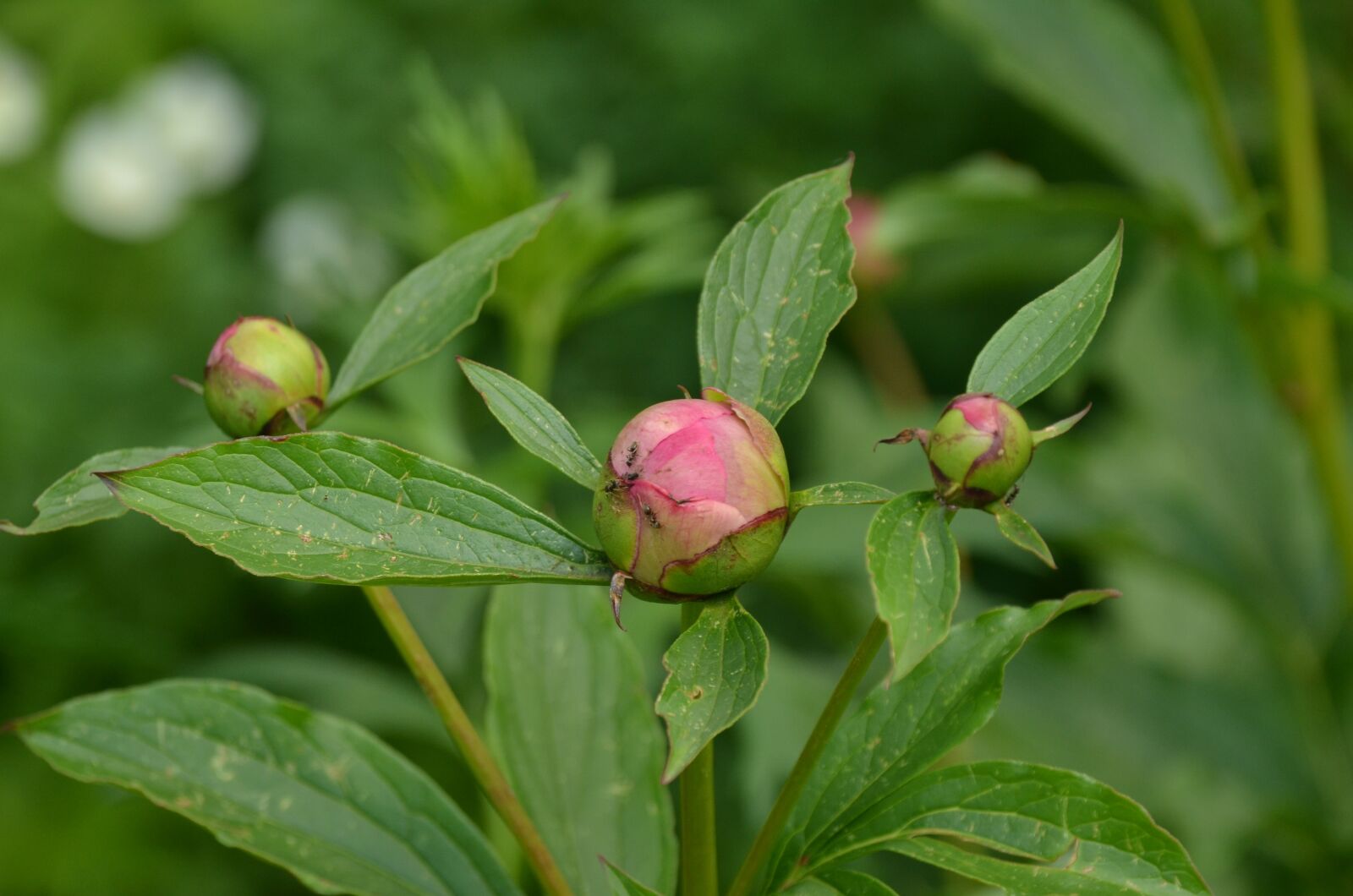 Nikon D7000 sample photo. Nature, plant, flower photography