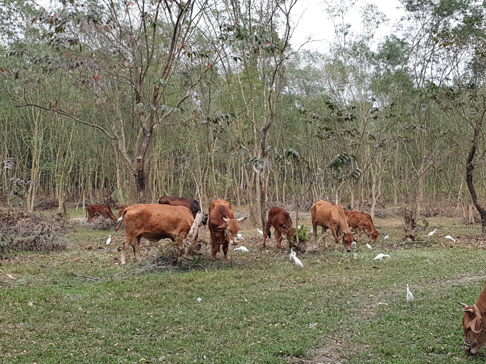 Samsung Galaxy Note9 sample photo. Cattle, taiwan yellow cattle photography
