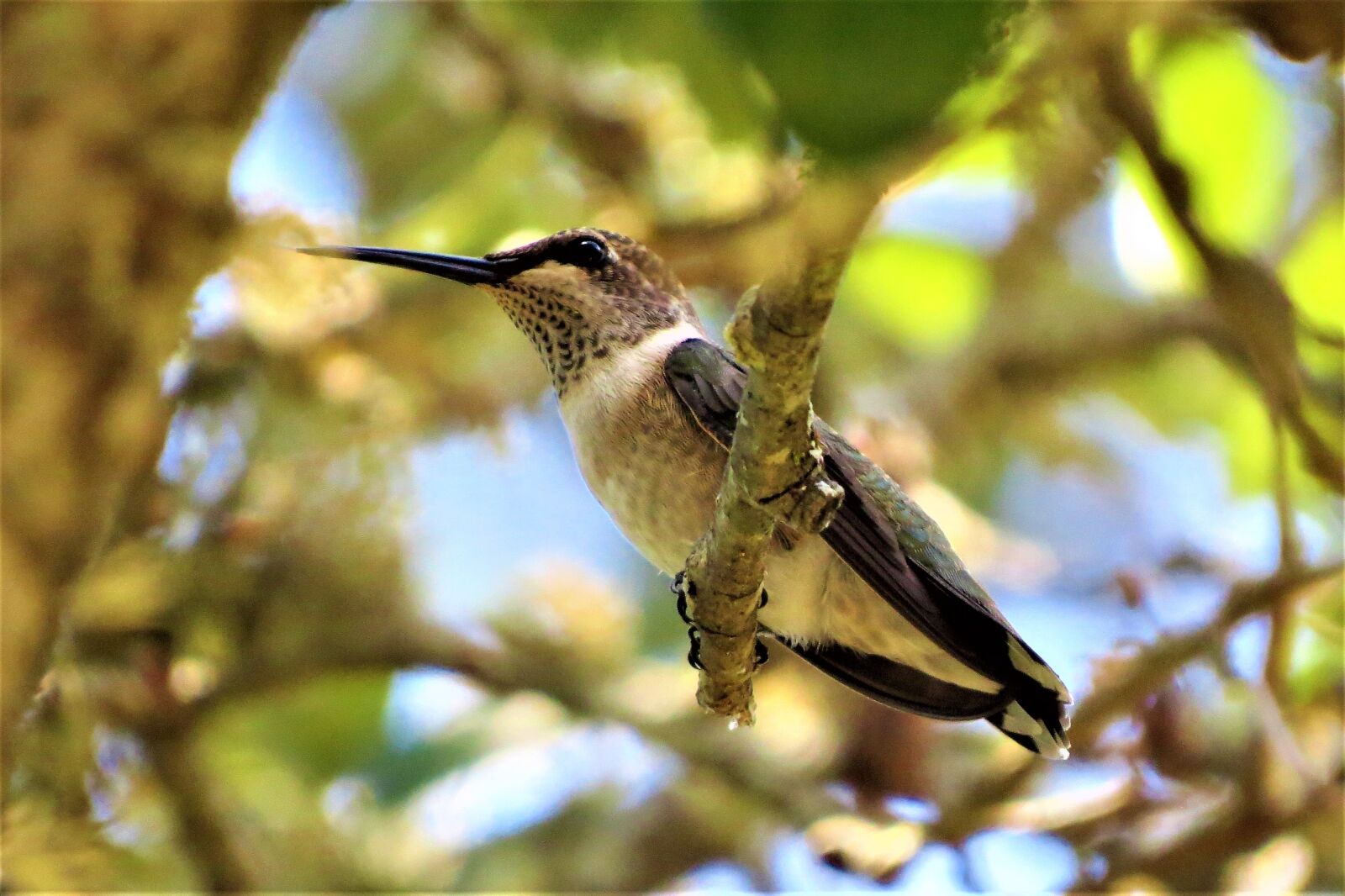 Canon PowerShot SX50 HS sample photo. Bird, tree, close up photography