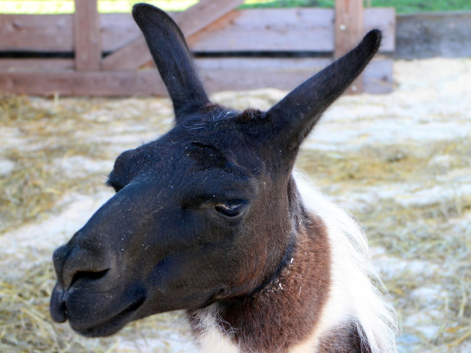 Canon EOS M sample photo. Lama, lama head, head photography