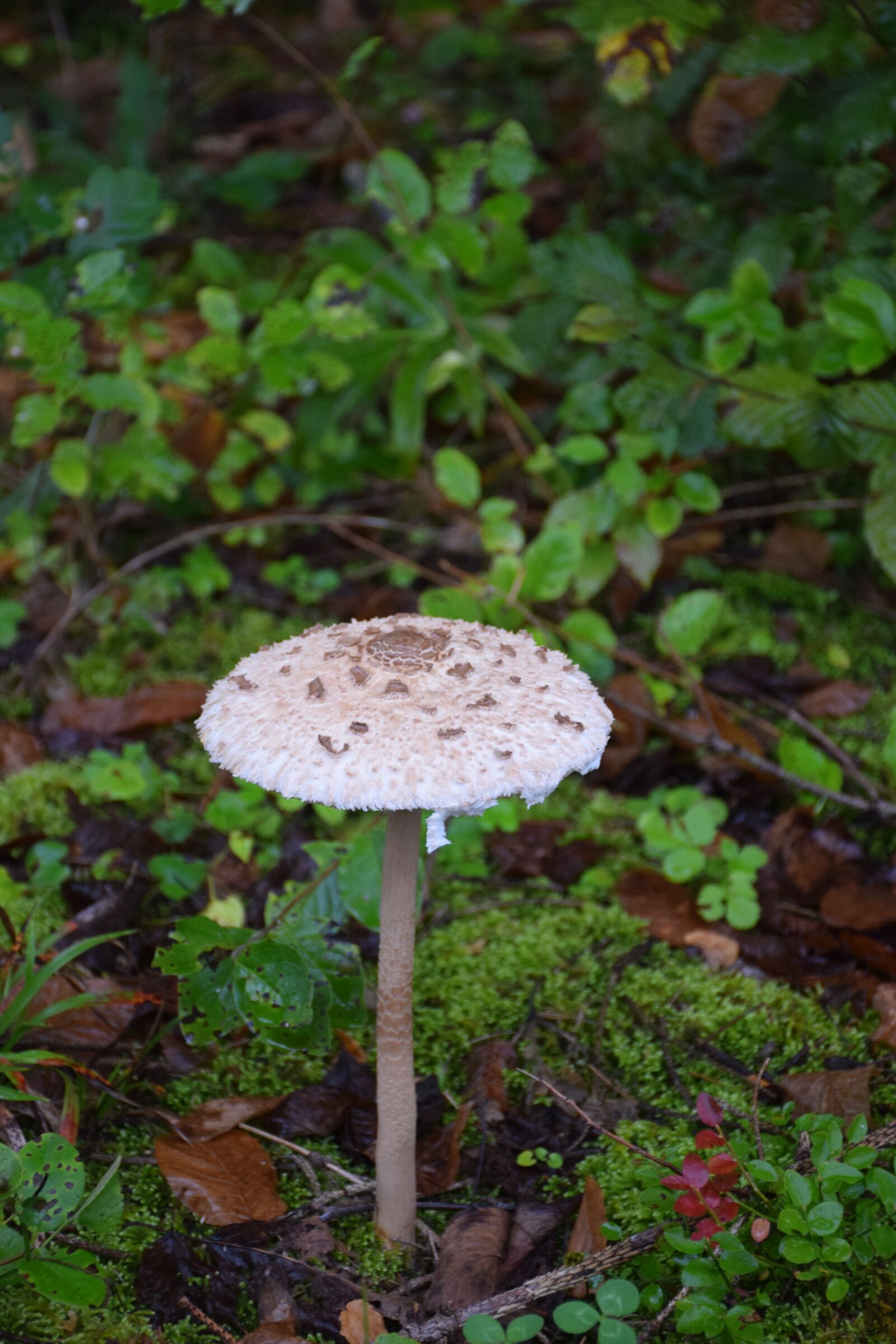 Nikon D5300 sample photo. Umbrella, mushroom, forest photography