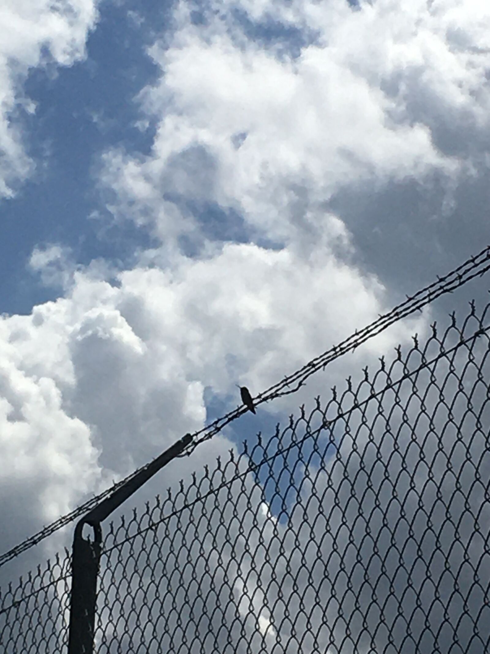 Apple iPhone 6s sample photo. Bird, wire, fence photography