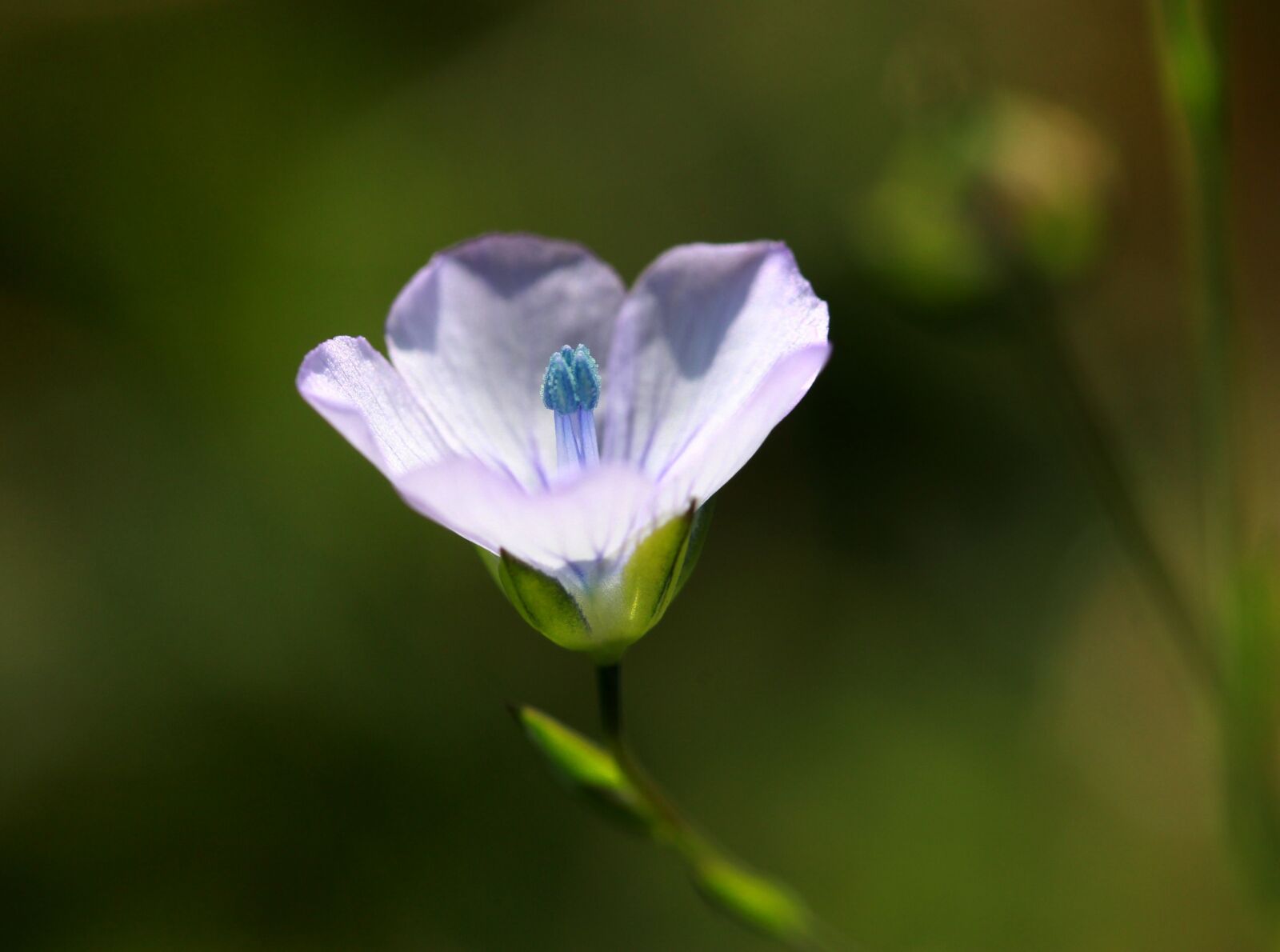 Canon EF-S 60mm F2.8 Macro USM sample photo. Flower, blue, wild photography