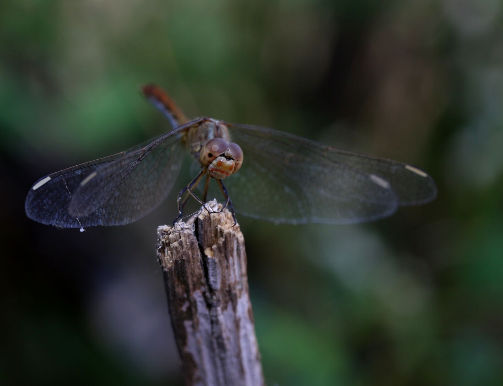 Canon EF-S 60mm F2.8 Macro USM sample photo. Dragonfly, insecta, wings photography