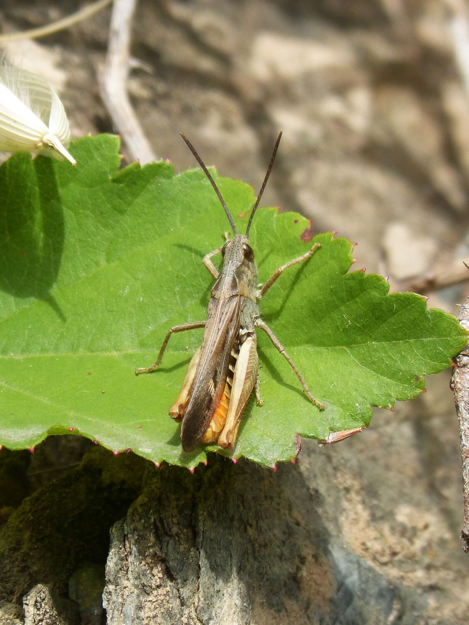 Panasonic DMC-FZ62 sample photo. Cricket, summer, cricket of photography