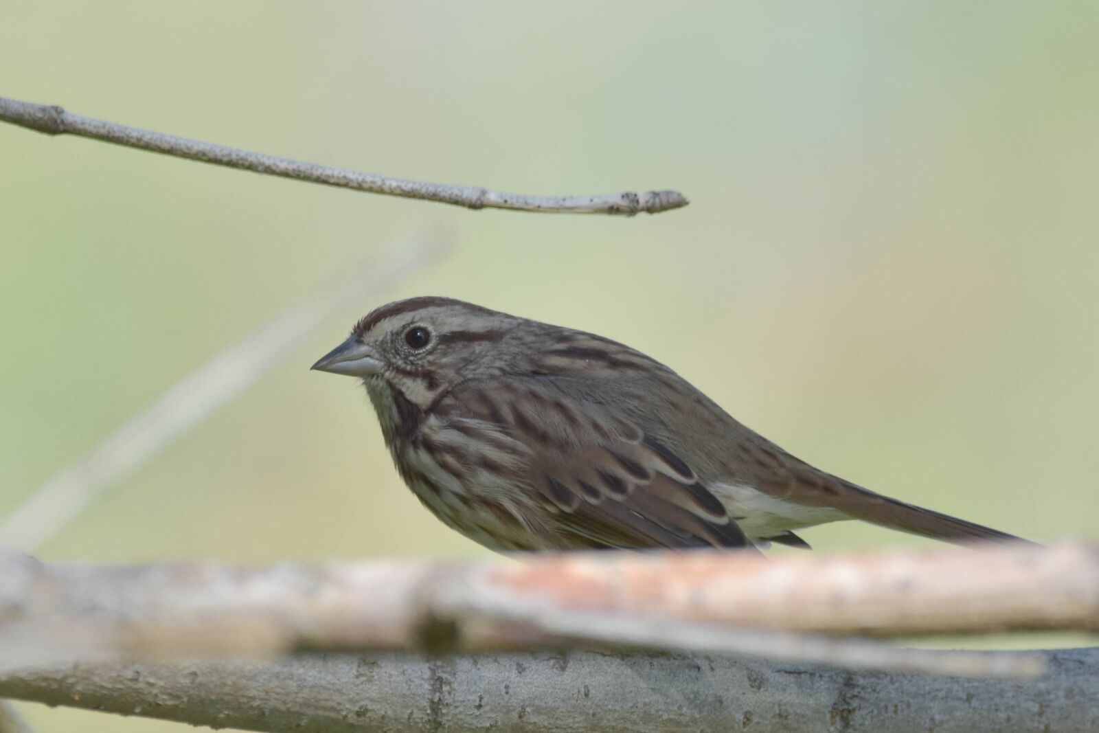 Nikon D3400 sample photo. Bird, song sparrow, bokeh photography