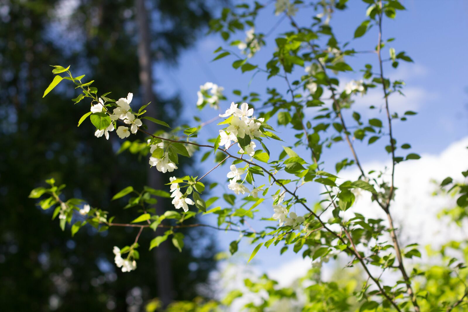 Canon EOS 60D + Canon EF 50mm F1.4 USM sample photo. Spring, apple tree, bloom photography