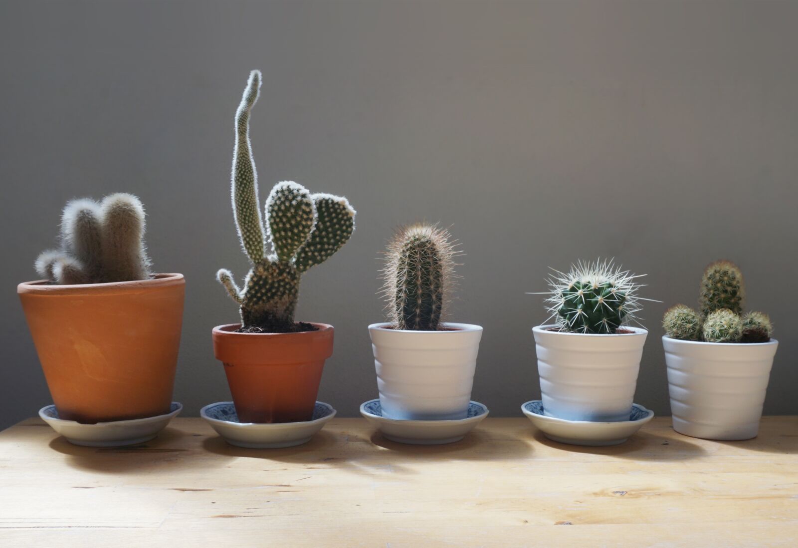 Sony a6000 sample photo. Cactus, plants, home photography