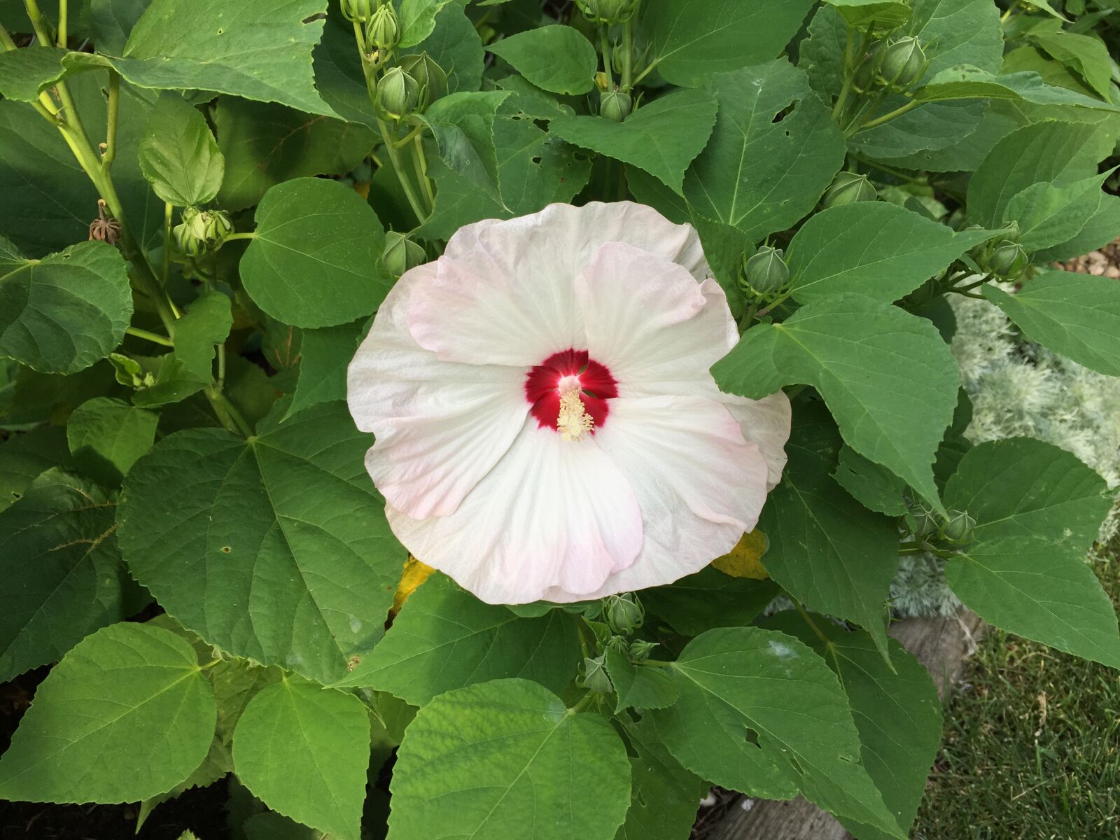 Apple iPhone 6 sample photo. Disco, belle, hibiscus photography
