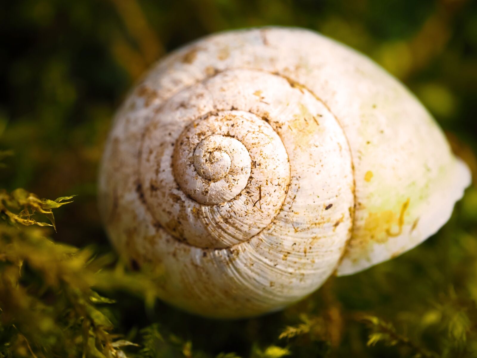 Olympus OM-D E-M10 sample photo. Snail, snail shell, shell photography