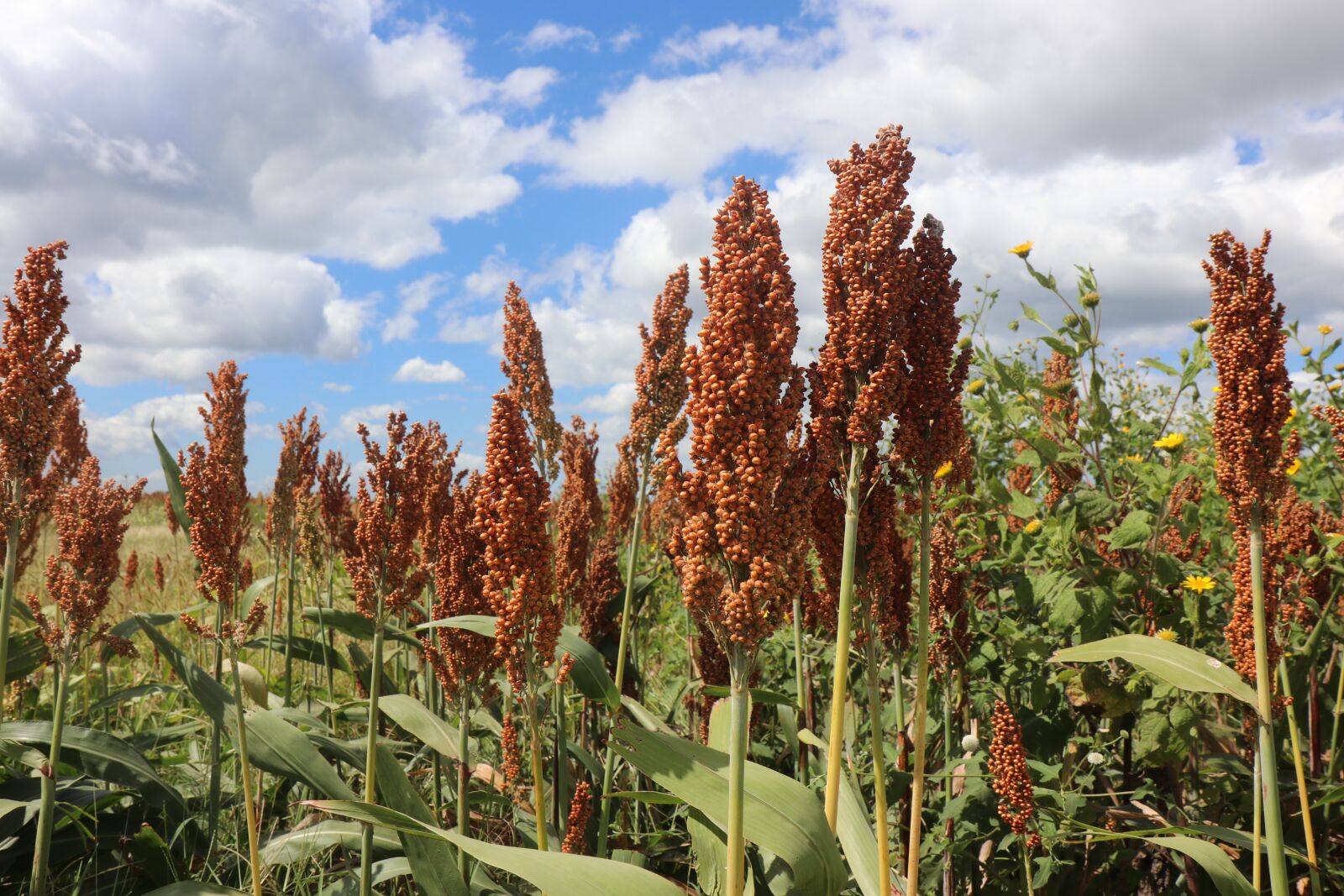 Canon EOS 80D + Sigma 12-24mm f/4.5-5.6 EX DG ASPHERICAL HSM + 1.4x sample photo. Sorghum, agriculture, nature photography
