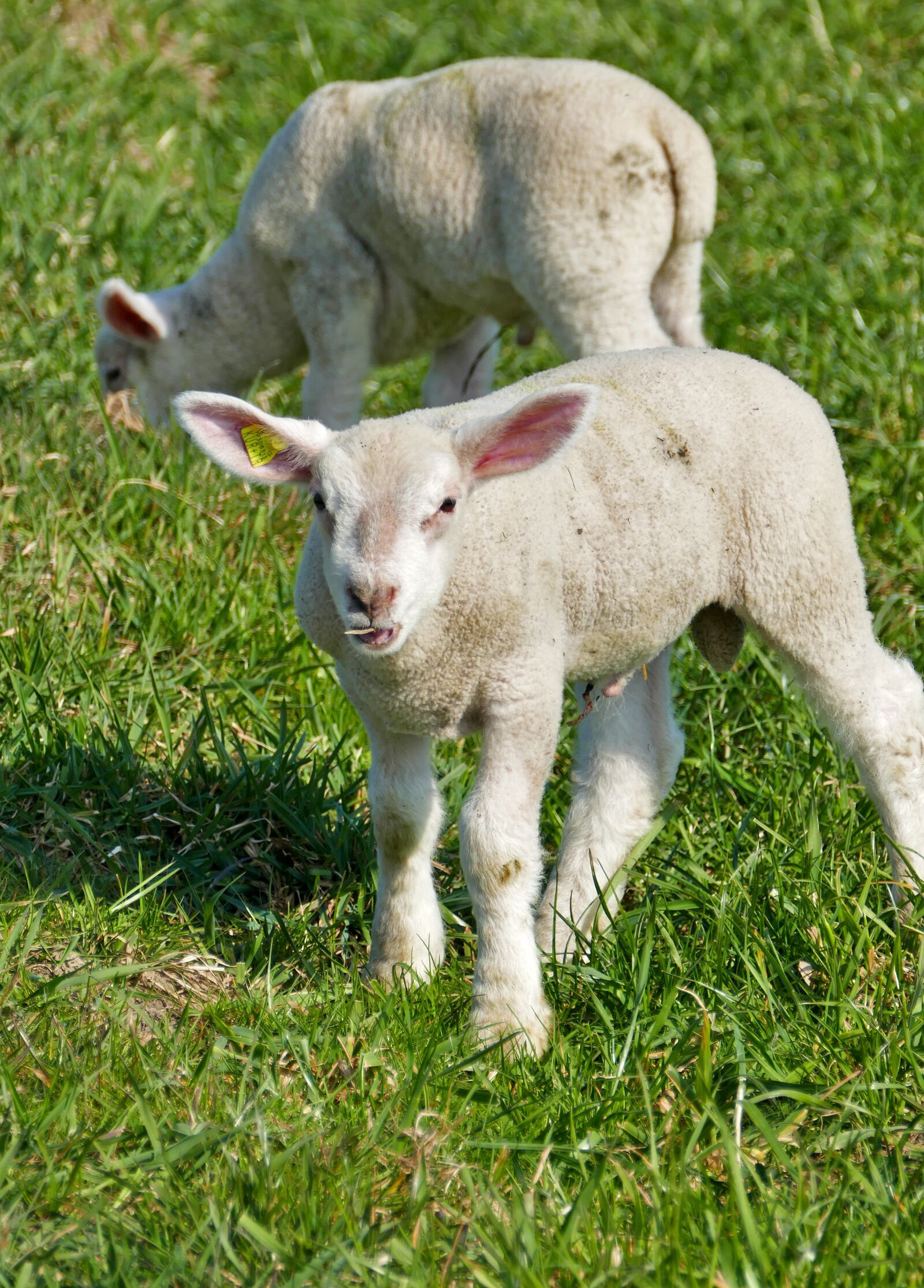 Panasonic Lumix DMC-FZ1000 sample photo. Agriculture, cattle breeding, sheep photography