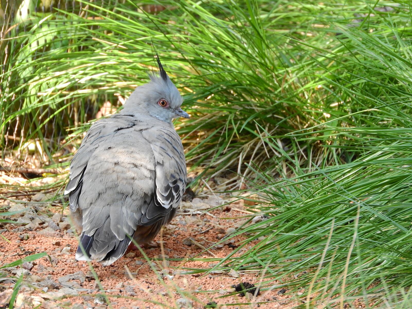 Nikon Coolpix P610 sample photo. Pigeon crested, ocyphaps lophotes photography