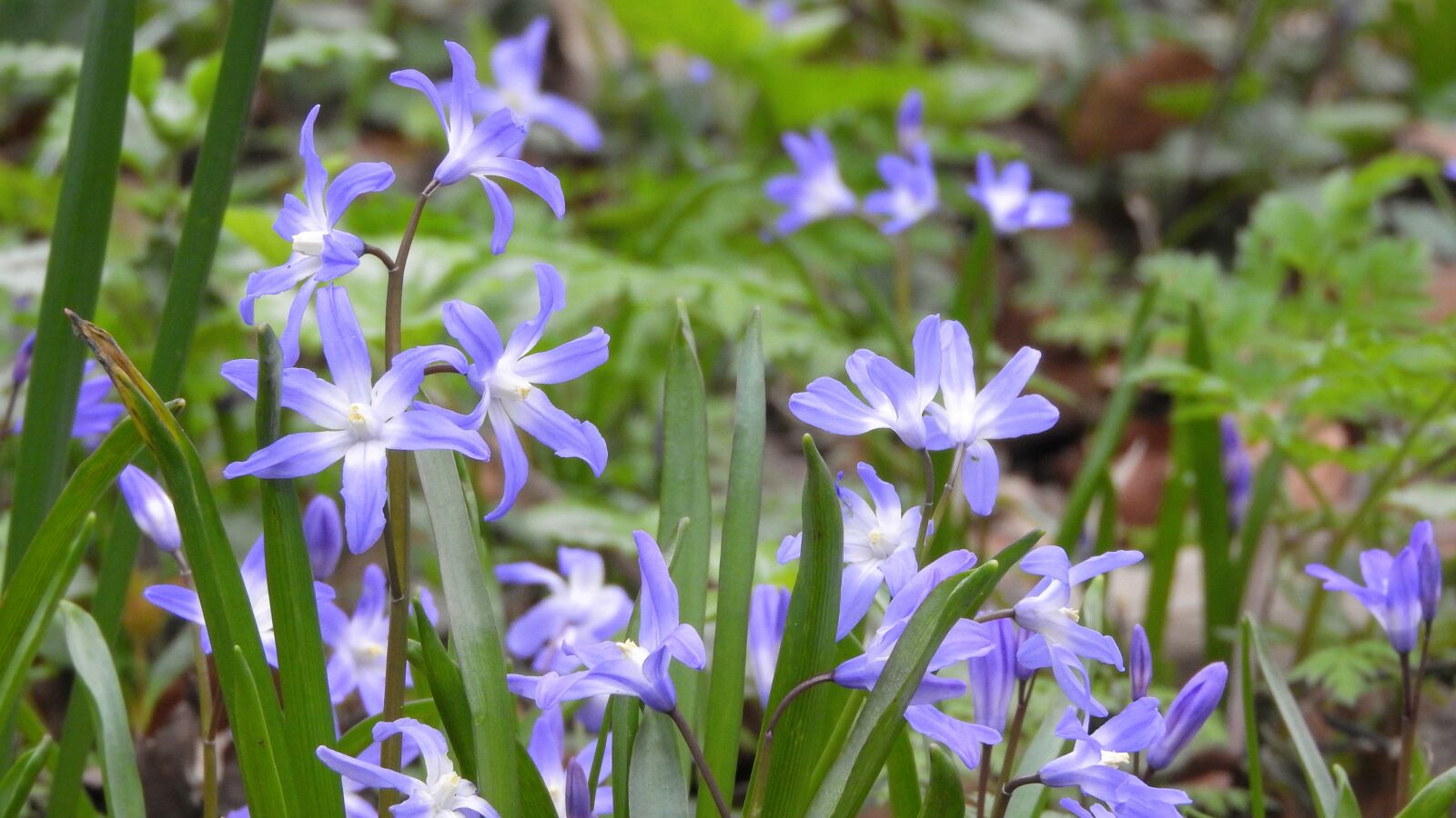 Nikon Coolpix P610 sample photo. Scilla luciliae, chionodoxa luciliae photography