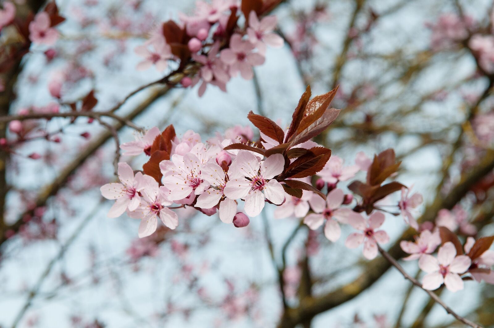 Nikon D300 sample photo. Cherry blossom, cherry tree photography