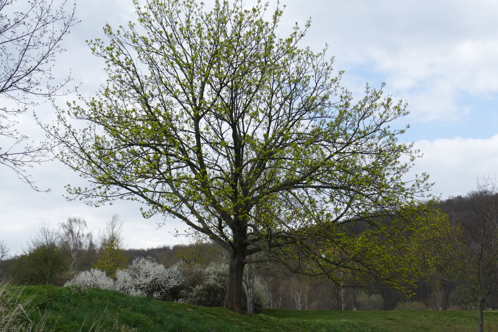 Panasonic Lumix DMC-FZ1000 sample photo. Tree, lake, landscape photography