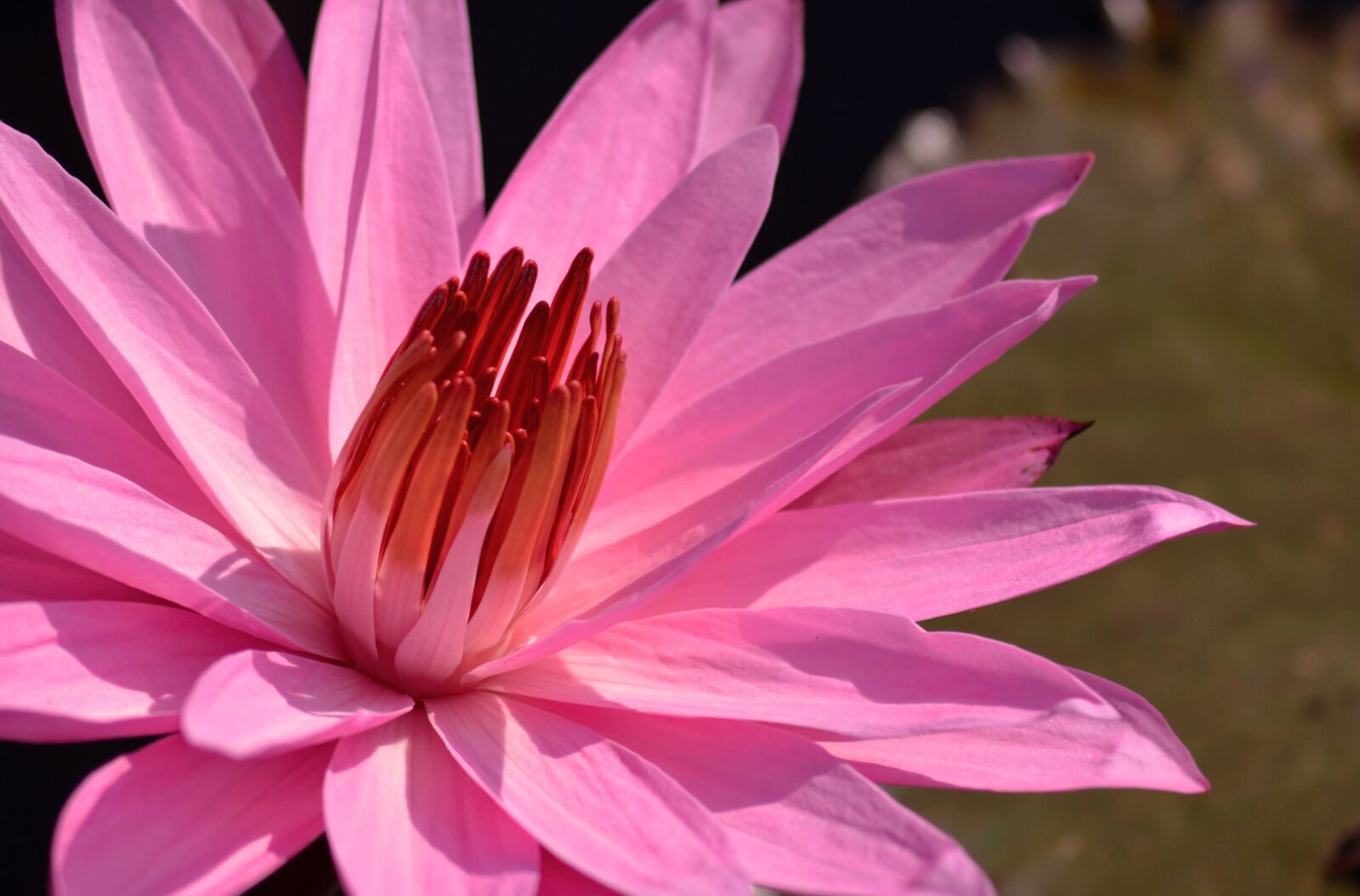 Nikon D5200 sample photo. Lotus, flower, flora photography
