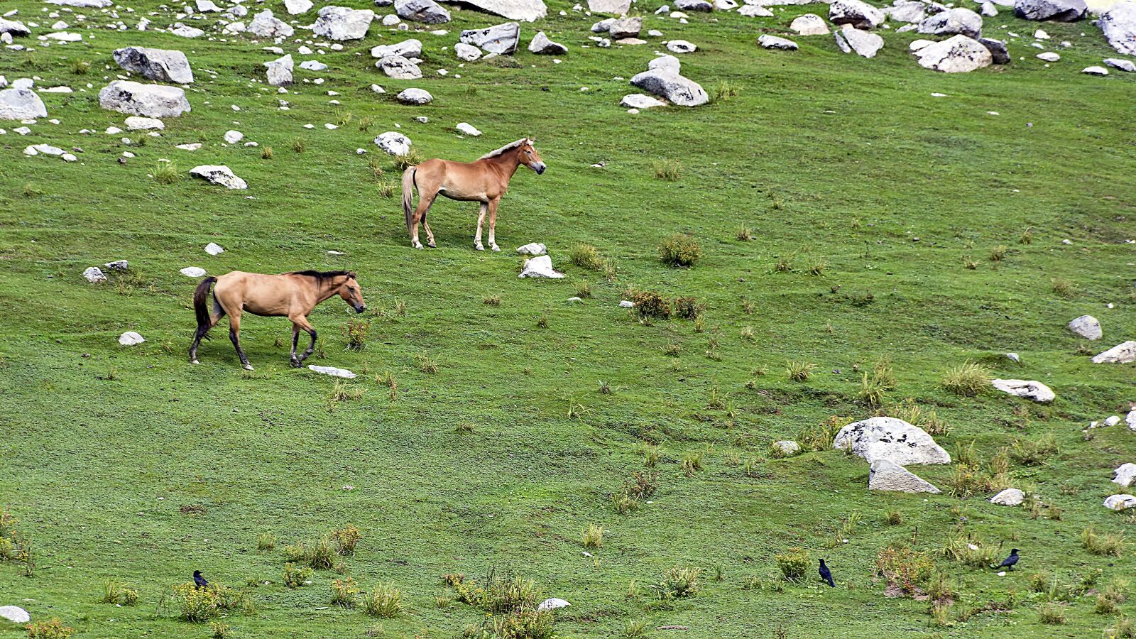 Nikon D7100 sample photo. Jahanbanda, meadows, kumrat photography